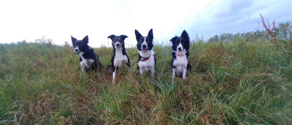 From left to right: Patchouili, Uno, Stitch and Kaïa.