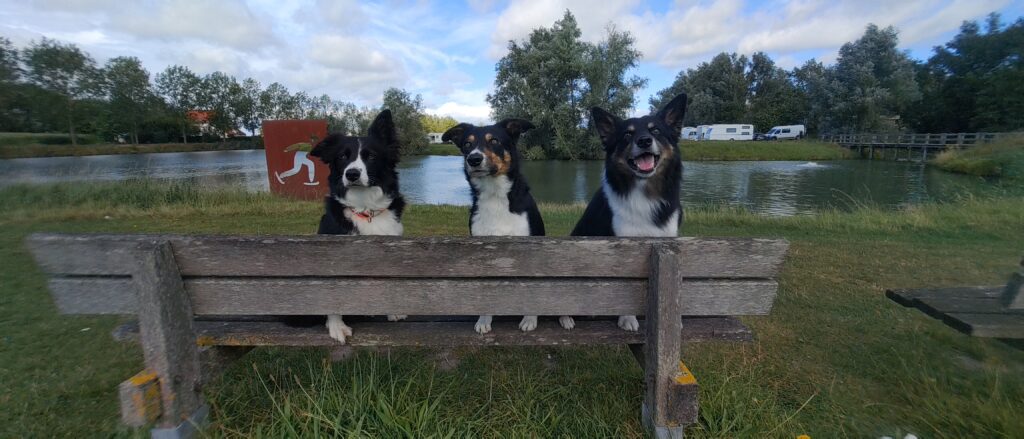 From left to right: Kaïa, Uno and Maiky